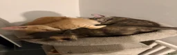 Mixed Breed cats for sale: 🐾 Beautiful Kittens Looking for Loving Homes! 🐾 - Advert 11