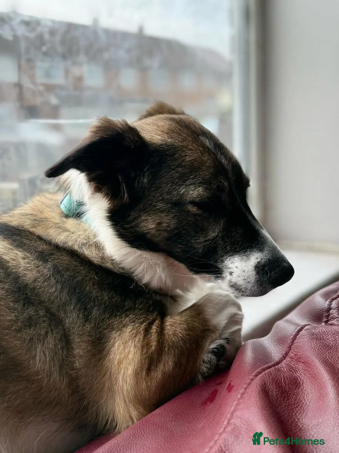 Mixed Breed dogs for adoption: Meet Bella, currently residing in Merseyside  - Advert 15