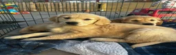 Golden Retriever dogs for sale: One girl remaining - Advert 1