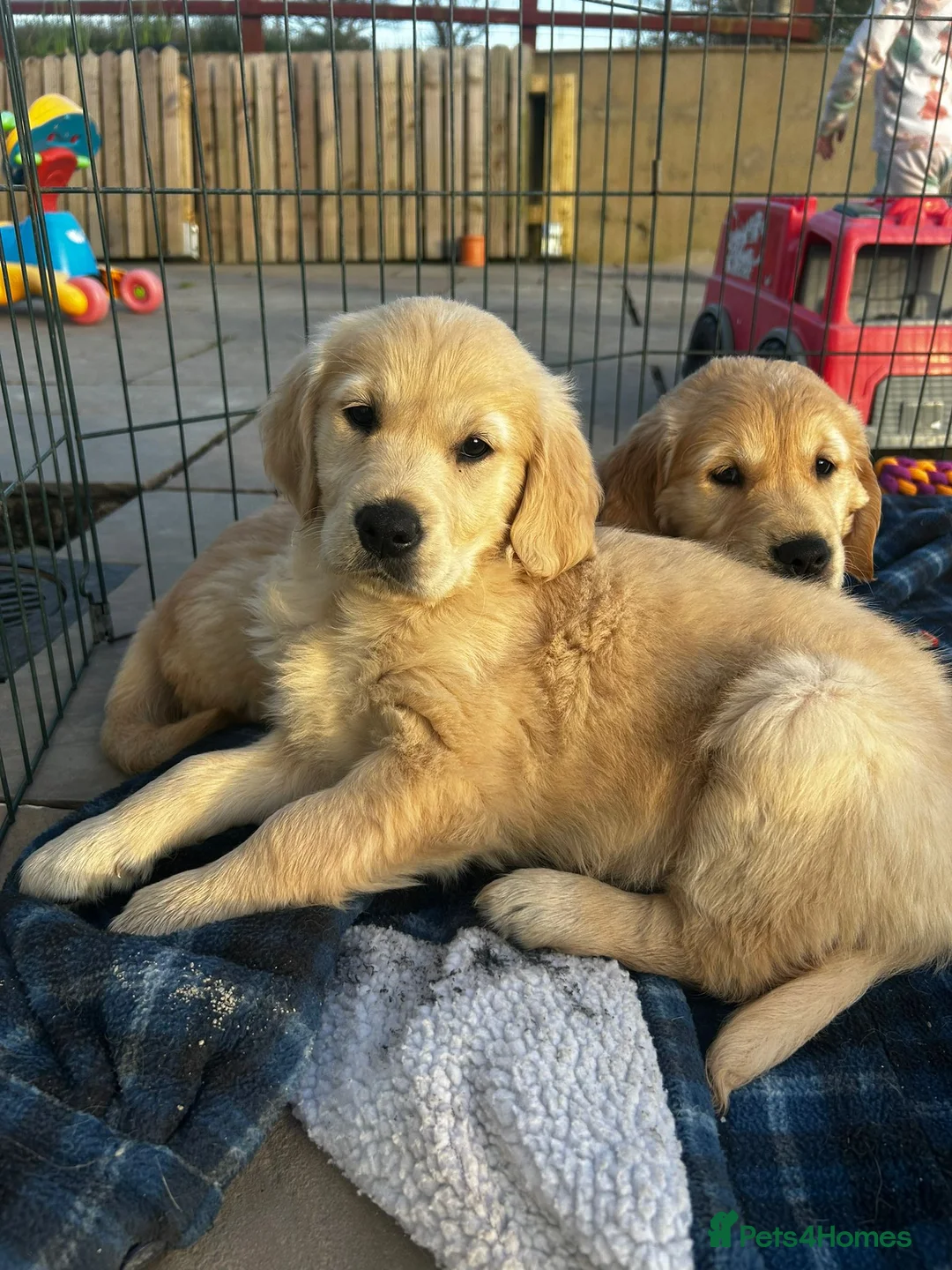 Golden Retriever dogs for sale: One girl remaining - Advert 1