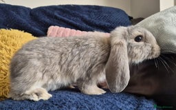 French Lop rabbits for sale: Frenchlops  - Image 4