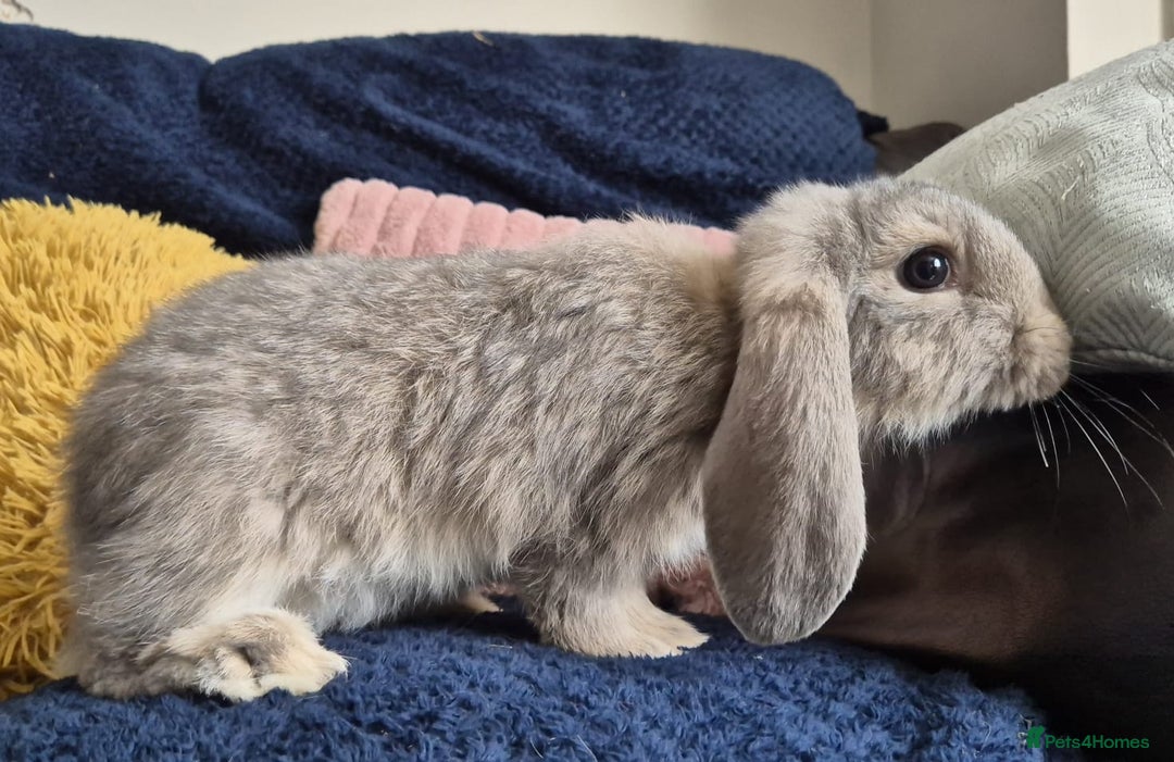 French Lop rabbits for sale: Frenchlops  - Image 4