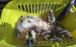 Rat rodents for sale: Beautiful baby rats dumbos smooth and rex  - Image 15