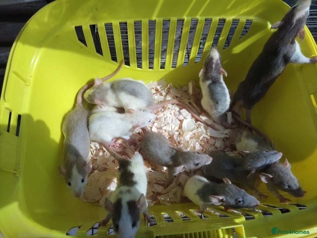 Rat rodents for sale: Beautiful baby rats dumbos smooth and rex  - Image 15