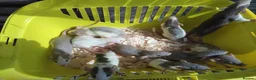 Rat rodents for sale: New babies ready now 6 week and upwards  - Advert 15