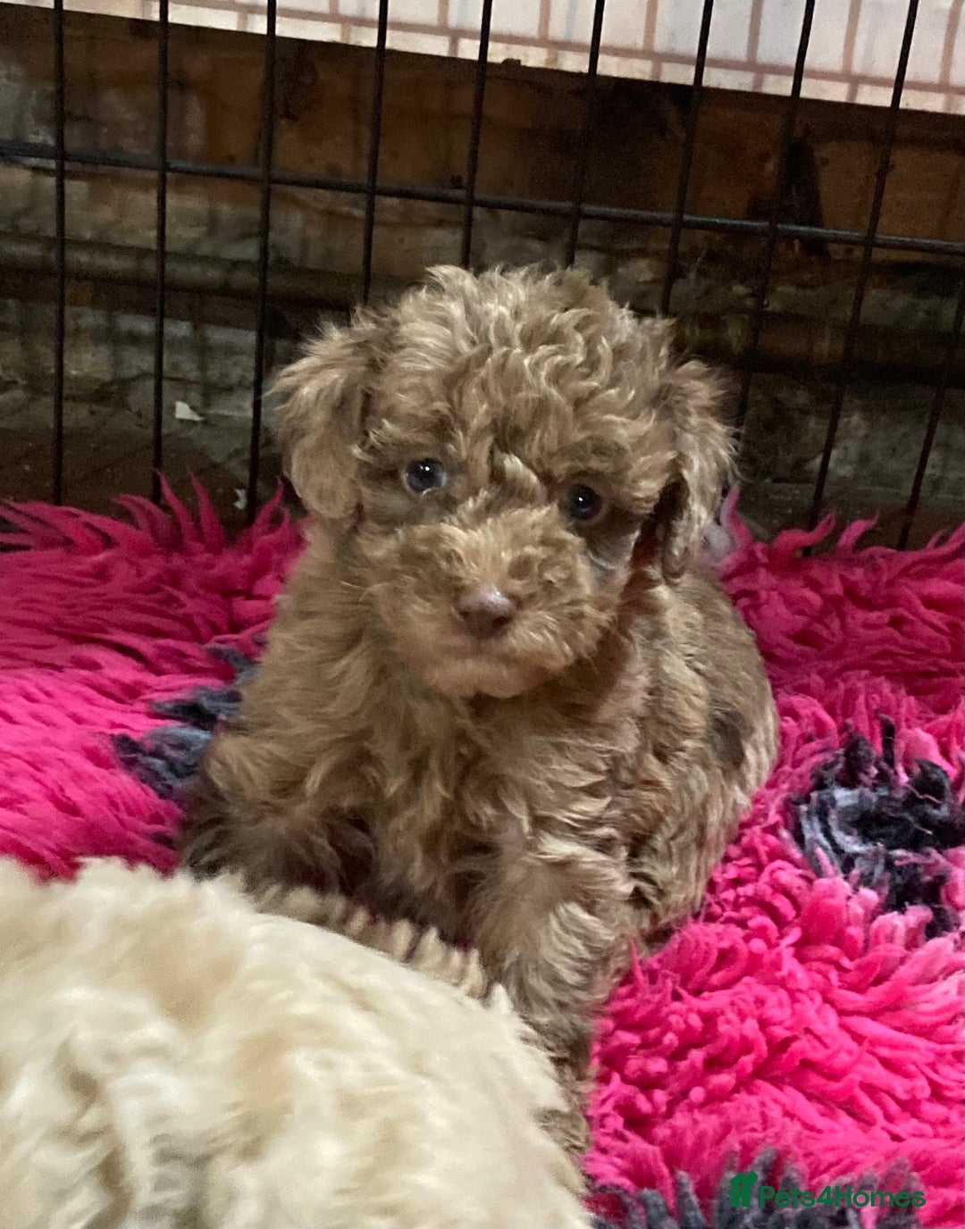 Bordoodle dogs for sale:  Beautiful Bordoodle Puppies inc Merle/Apricot - Advert 14