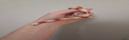 Milk Snake reptiles for sale: Albino milk snake - Advert 4