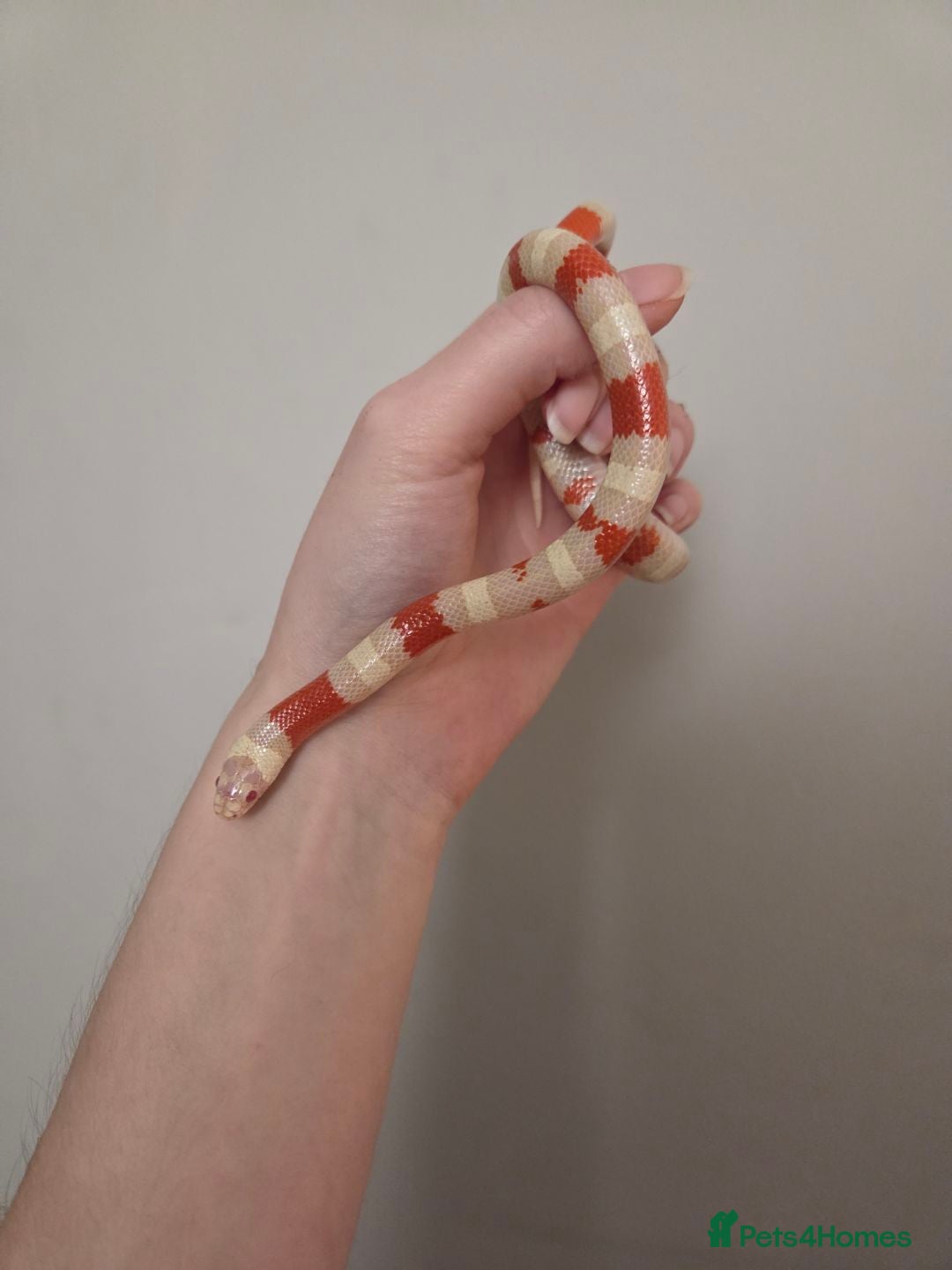 Milk Snake reptiles for sale: Albino milk snake - Advert 4
