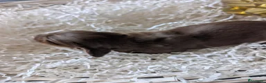 Cocker Spaniel 1