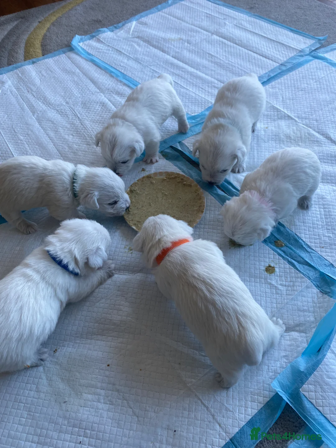 West Highland Terrier dogs for sale: Westie Puppies in Halifax - Advert 1