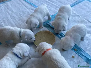 West Highland Terrier dogs Westie Puppies - Advert 1