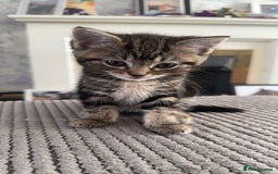 Mixed Breed cats for sale: Beautiful ragdoll x babies  in Ellesmere Port - Image 5