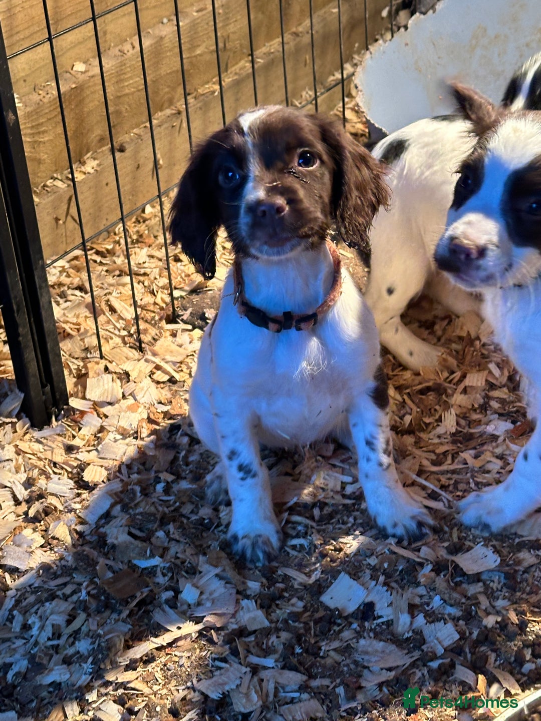 English Springer Spaniel dogs for sale: KC English Springer spaniel puppies  - Advert 28