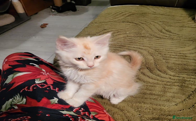 Maine Coon cats - Advert 9