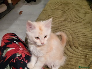 Maine Coon cats Maine Coon kittens ready now CF81 - Advert 11