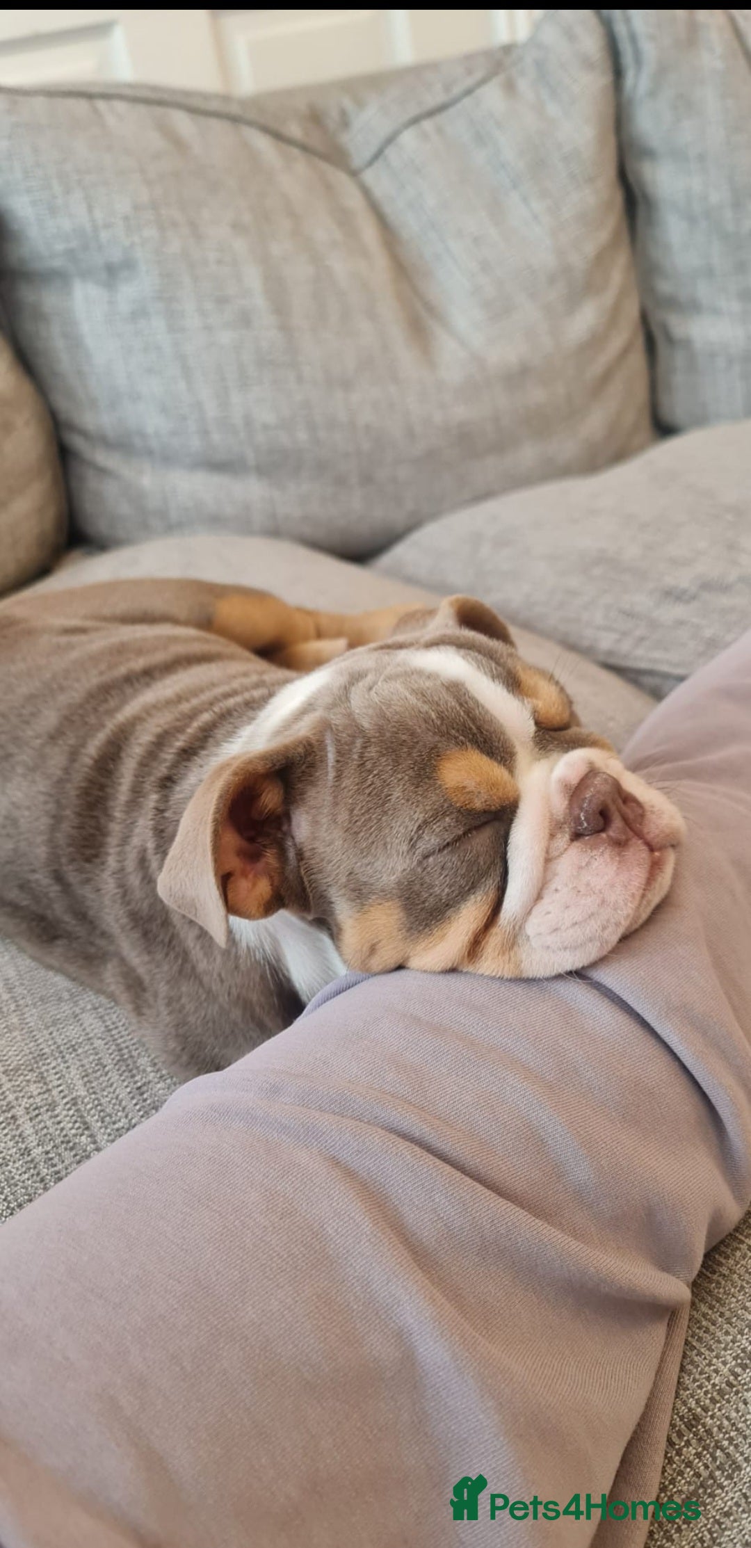English Bulldog dogs for sale: Beautiful Female puppy Bulldog - Advert 2
