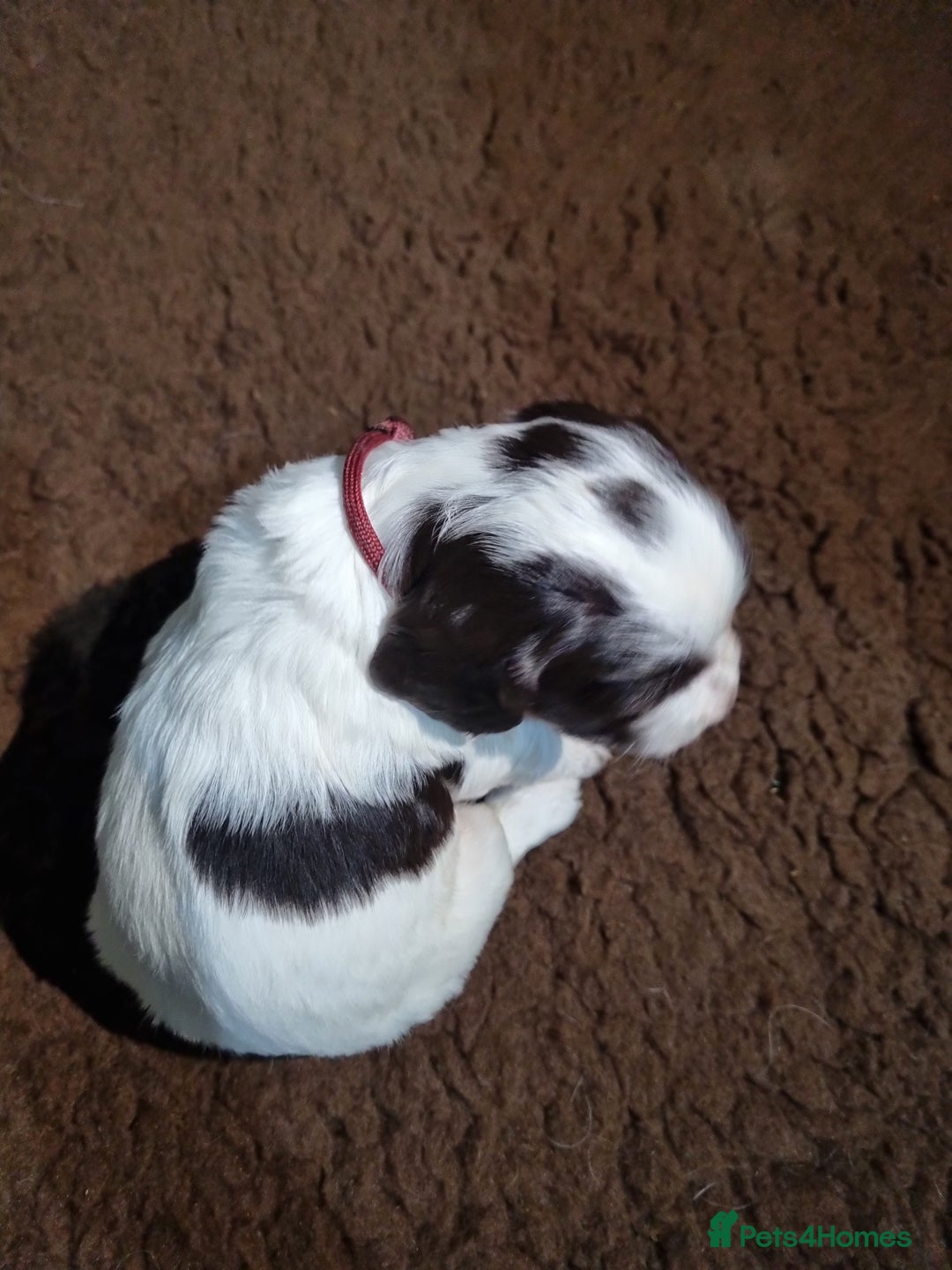 English Springer Spaniel dogs for sale: KC registered English Springer Spaniel puppies 🐾 - Advert 9