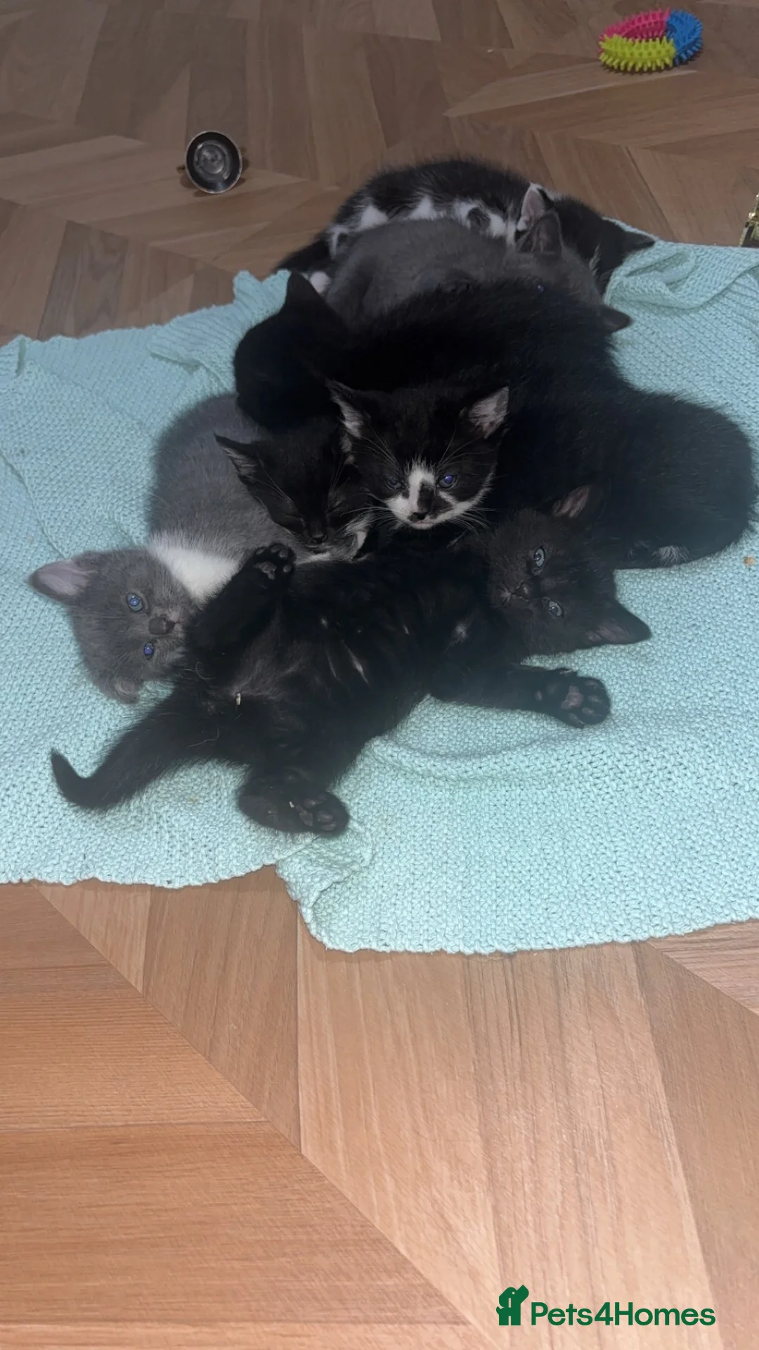 Russian Blue cats for sale: Domestic Shorthair & Russian Blue Kittens - Advert 11