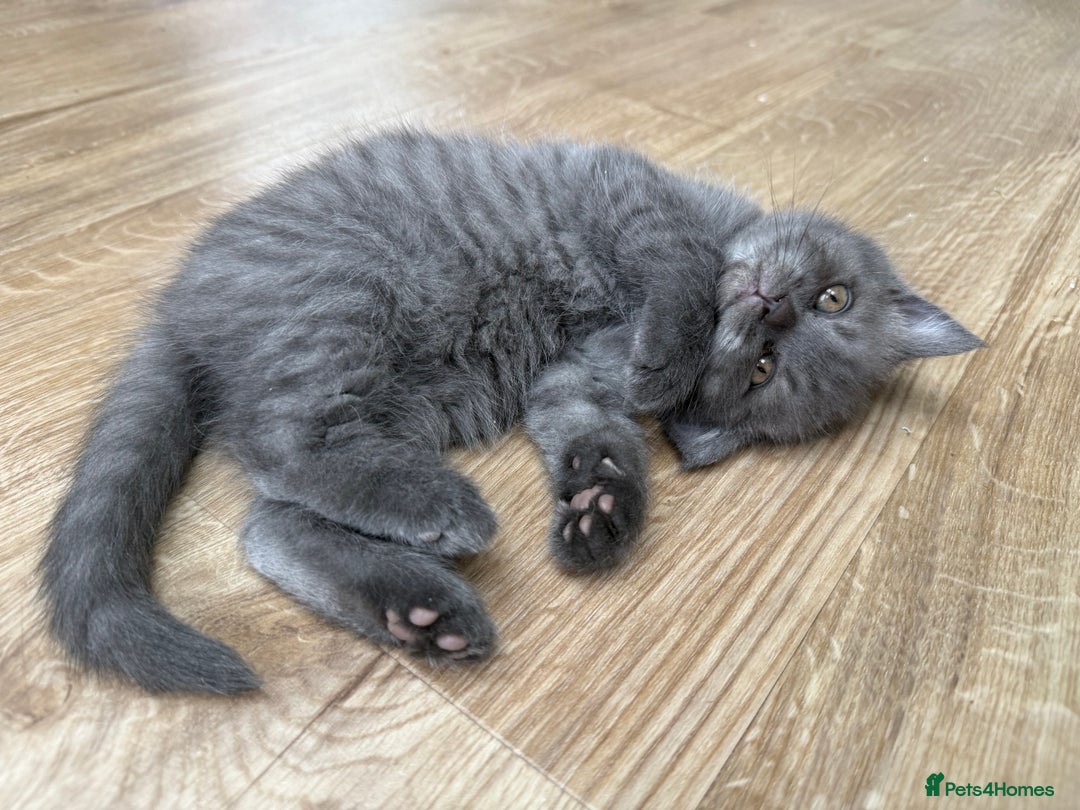 British Shorthair cats for sale: Stunning BSH chinchilla kittens 15 weeks old  - Image 3