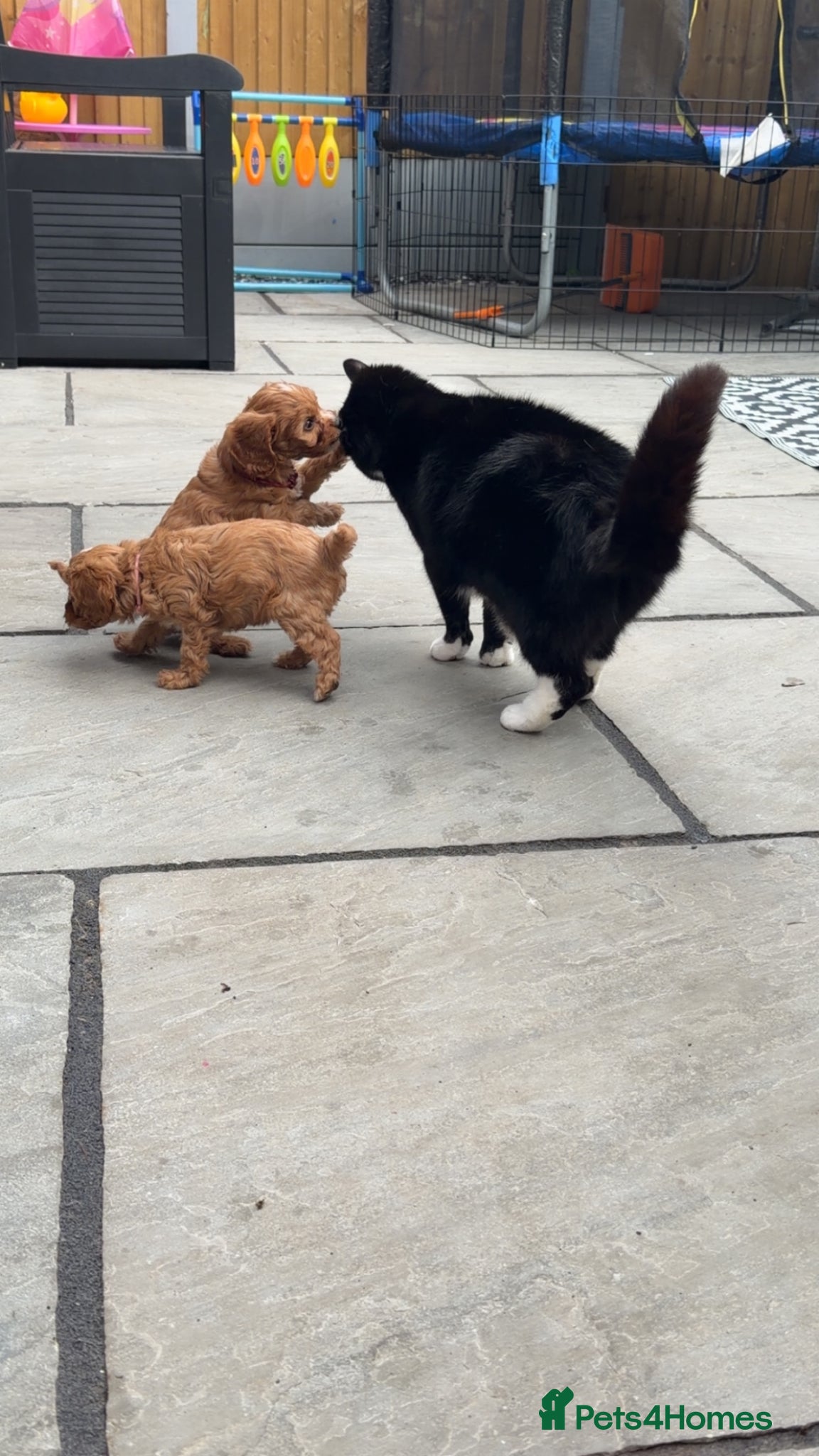 Cavapoo dogs READY NOW F1’S & 🥰dna health clear parents,💙🩷  - Advert 2