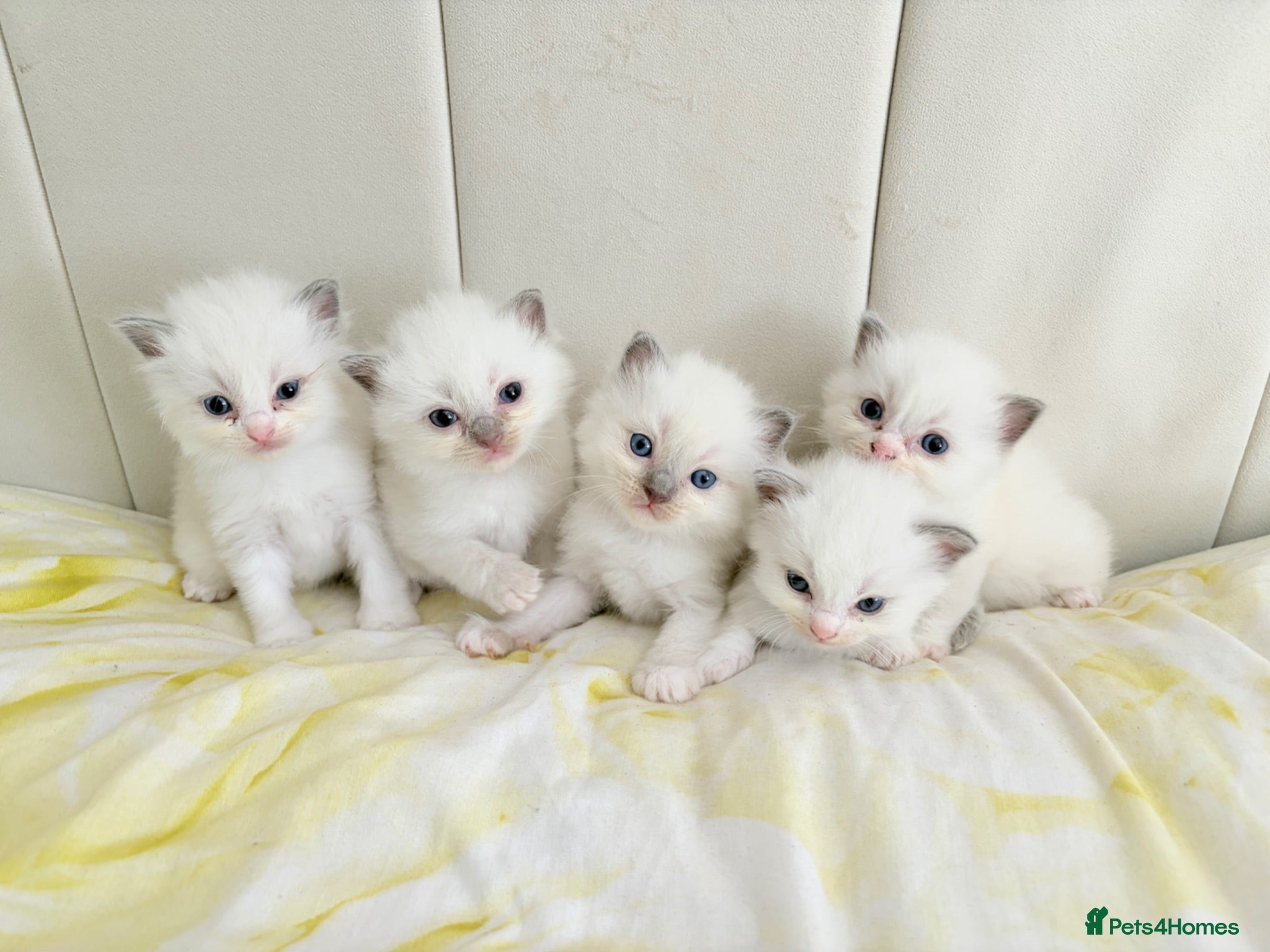 Ragdoll cats Five Beautiful Ragdoll Kittens - Now Here🤍 - Advert 3