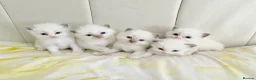 Ragdoll cats for sale: Five Beautiful Ragdoll Kittens - Now Here🤍 - Advert 1