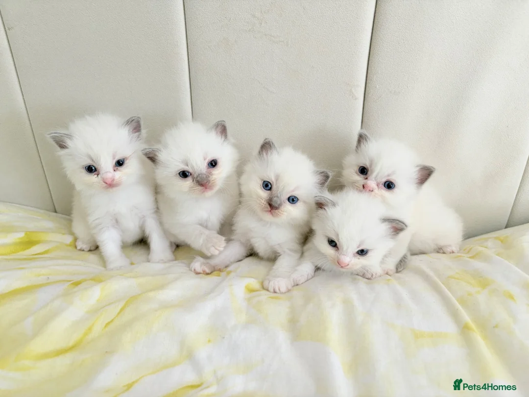 Ragdoll cats for sale: Five Beautiful Ragdoll Kittens - Now Here🤍 - Advert 1