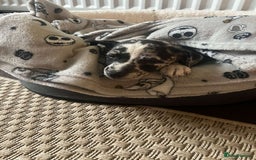 Mixed Breed dogs for sale: Whippet x collie boy - Image 1