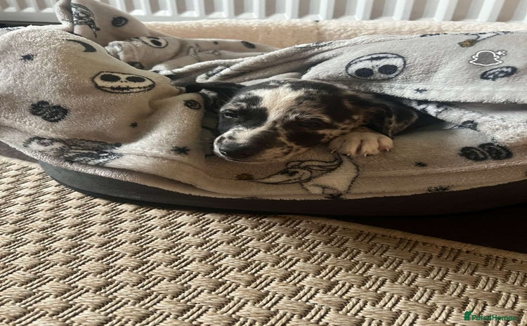 Mixed Breed dogs - Advert 1