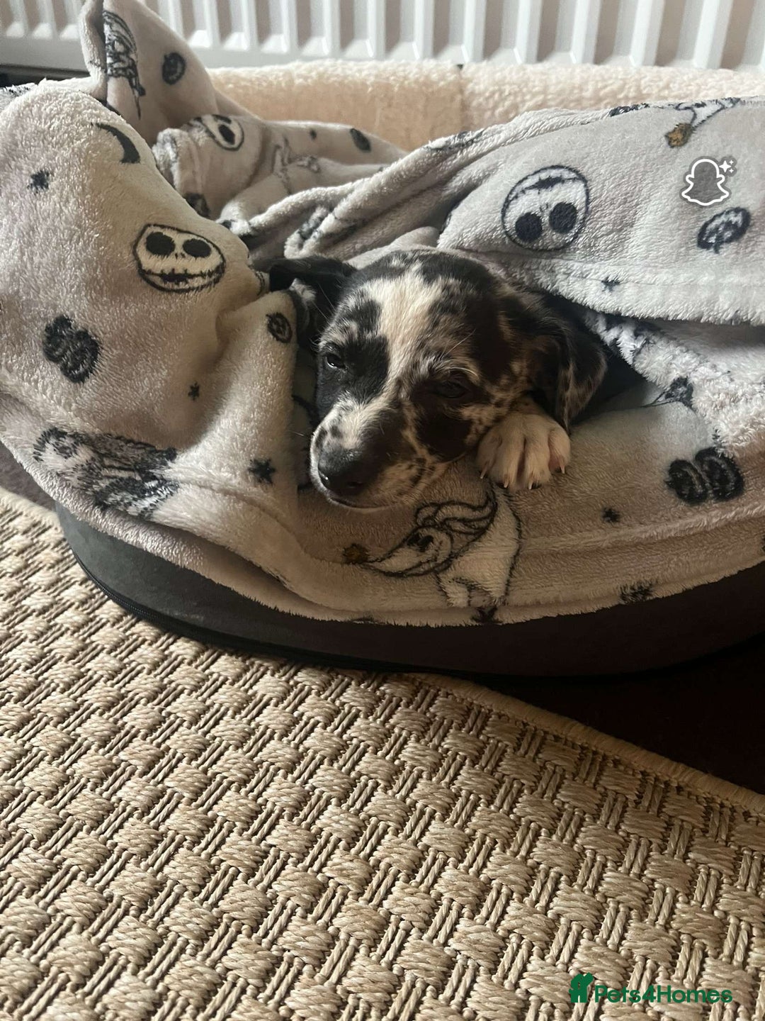 Mixed Breed dogs for sale: Whippet x collie boy - Image 1