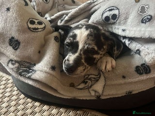 Mixed Breed dogs - Advert 3