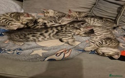 Mixed Breed cats for sale: Mixed bengal kittens  - Image 2