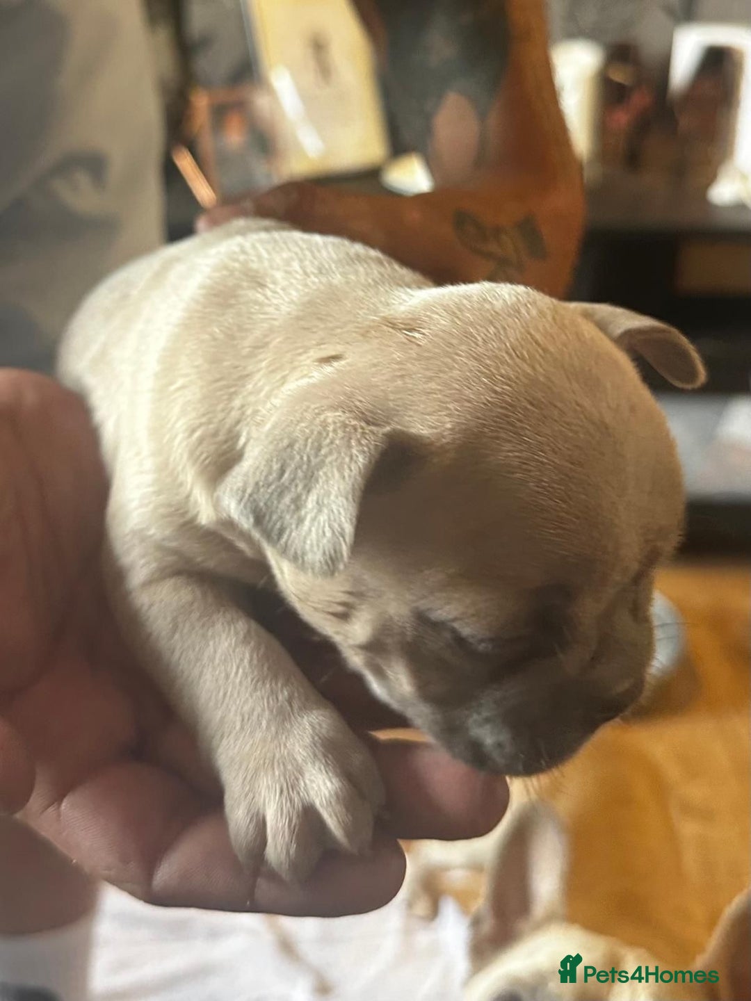 French Bulldog dogs for sale: 2 x French Bulldog Puppies (1 Boy & 1 Girl) - Image 7