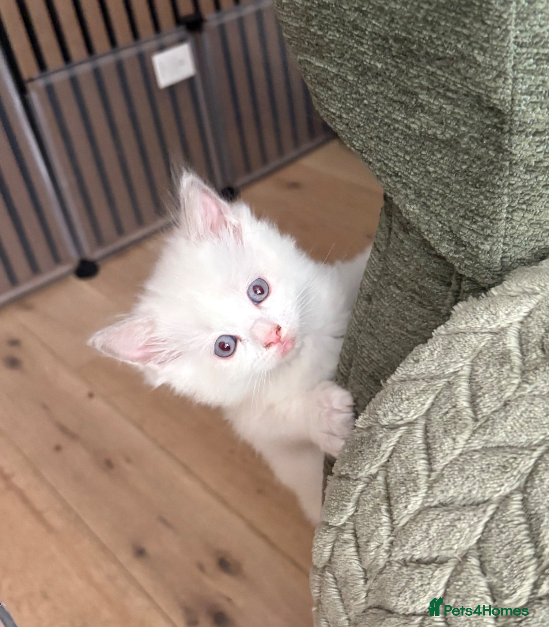 Ragdoll cats Ready this week Pure breed ragdolls - Advert 3
