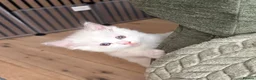 Ragdoll cats for sale: Pure ragdolls kittens  - Advert 10