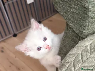 Ragdoll cats Ready this week Pure breed ragdolls - Advert 3