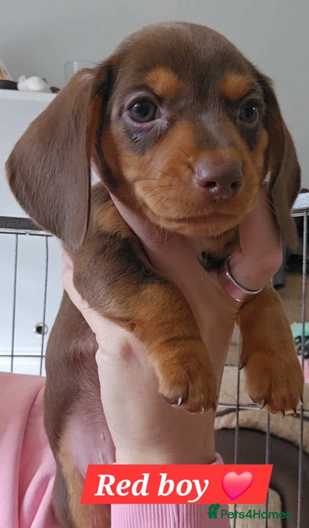 Miniature Dachshund dogs for sale:  Miniature Dachshunds ready to go Friday 19th Sept - Image 25