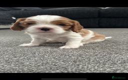 Cavalier King Charles Spaniel dogs for sale: Cavalier King Charles spaniel puppies - Image 5
