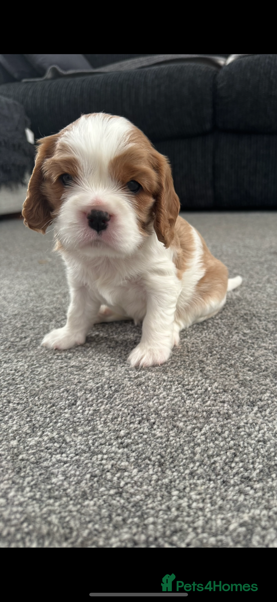 Cavalier King Charles Spaniel dogs for sale: Cavalier King Charles spaniel puppies - Image 5