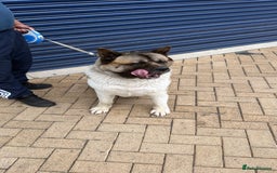 Akita dogs for sale: Nazzar - Image 7
