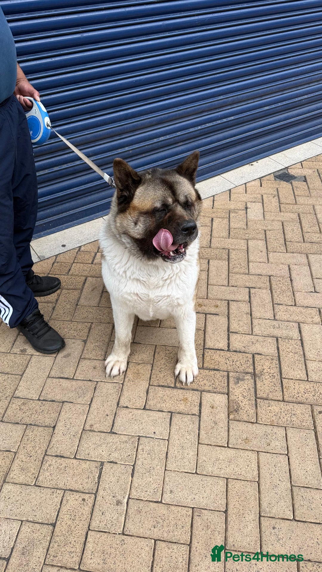 Akita dogs for sale: Nazzar - Image 7