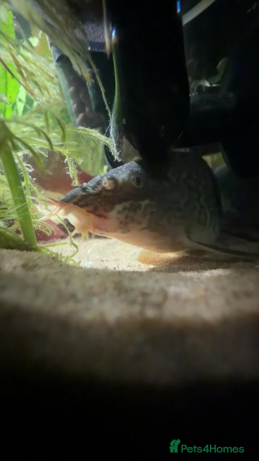 Loaches fish for sale: Two yoyo loaches  in Milton Keynes - Advert 2