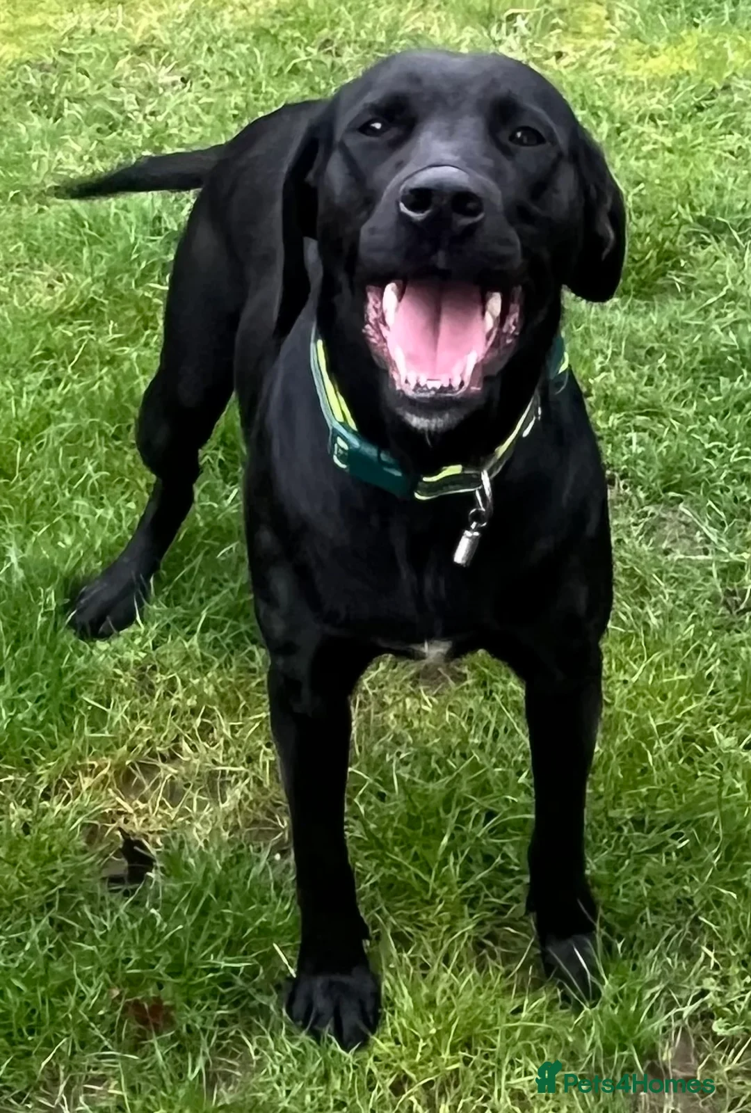 Labrador Retriever dogs for sale: Beautiful female  - Advert 4