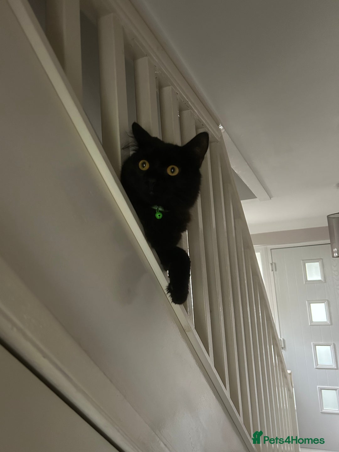 British Longhair cats for sale: Free 2 y/o cat - Image 2