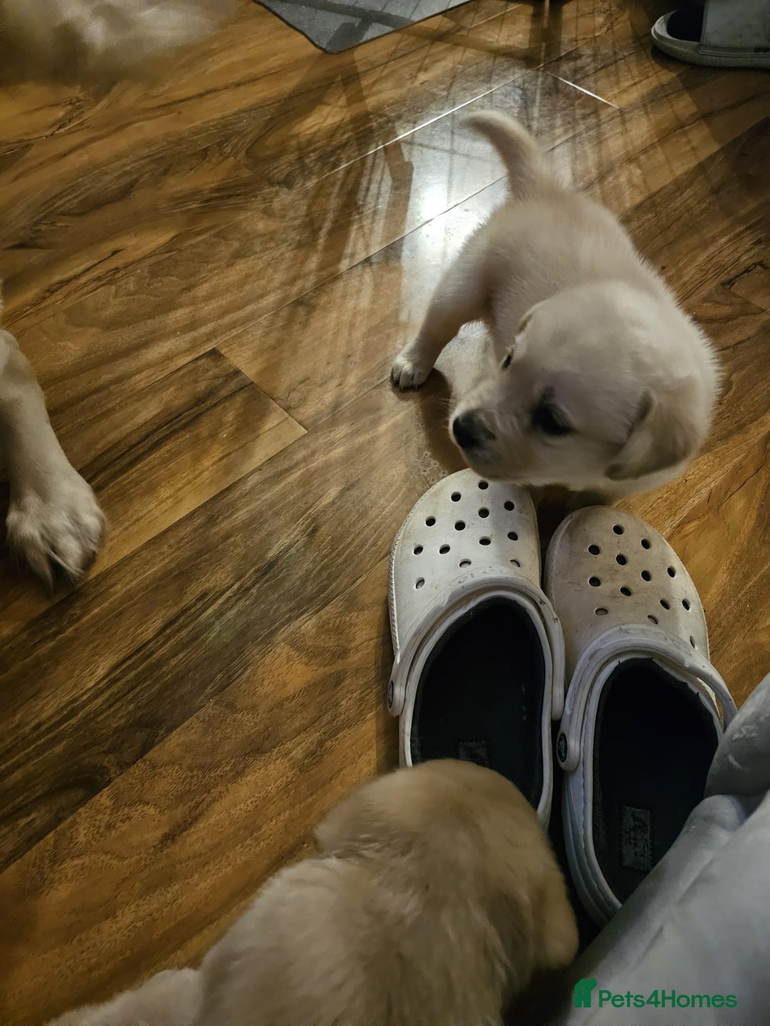 Labrador Retriever dogs for sale: Two beautiful boys - Advert 15