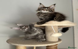 Maine Coon cats for sale: Gorgeous Pure Breed Maine Coon Kittens - Image 13