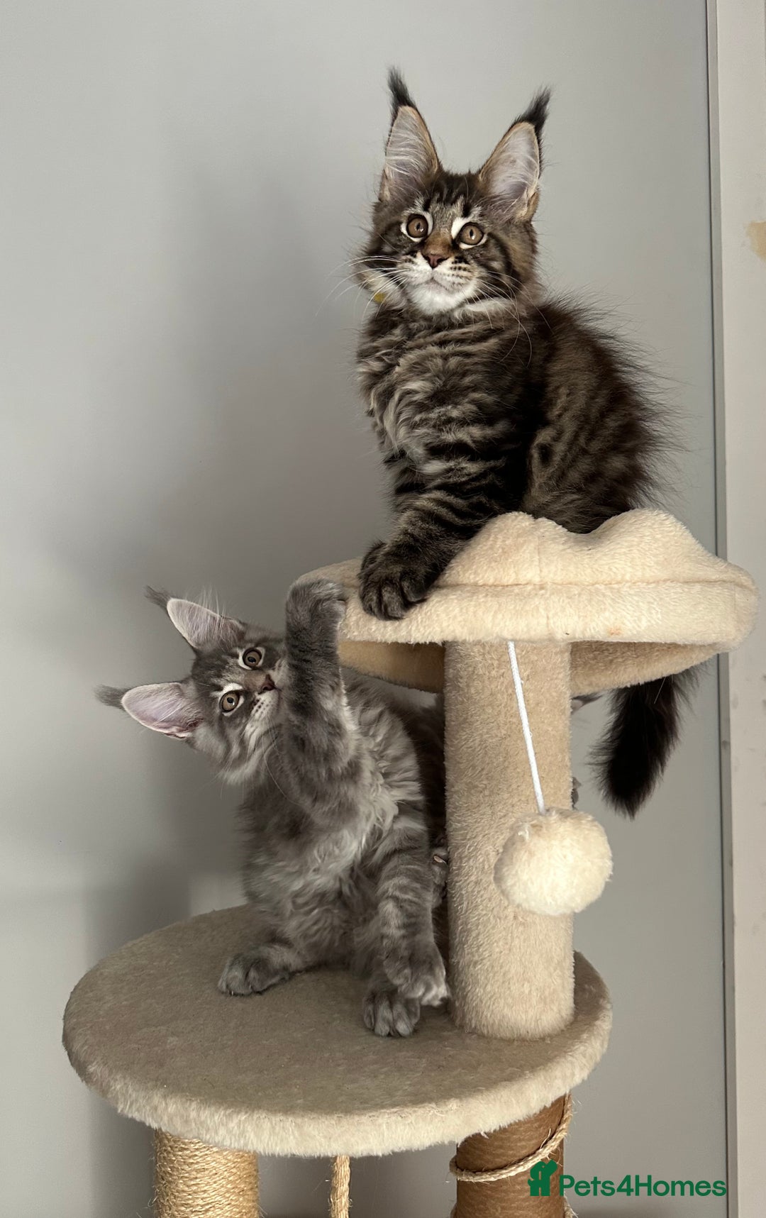 Maine Coon cats for sale: Gorgeous Pure Breed Maine Coon Kittens - Image 13