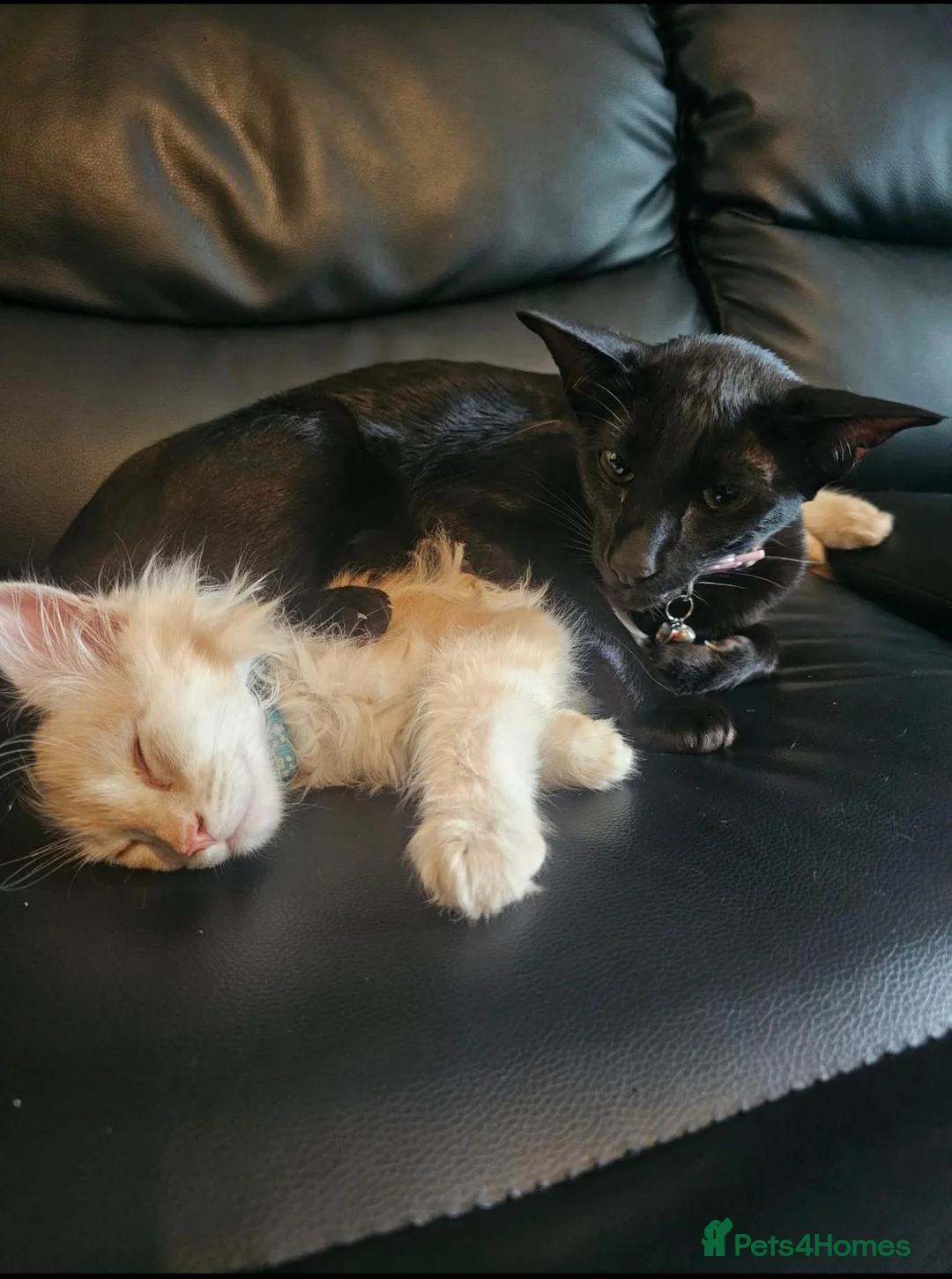 Maine Coon cats for sale: Have to rehome my furbaby - Advert 2