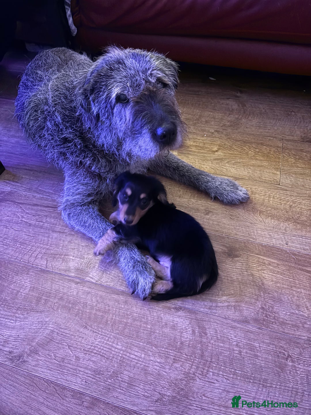 Miniature Dachshund dogs for sale: Miniature Longhair Dachshund Boy - Advert 6