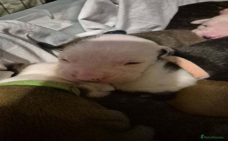 American Bulldog dogs  Full American bulldogs puppies  - Advert 2